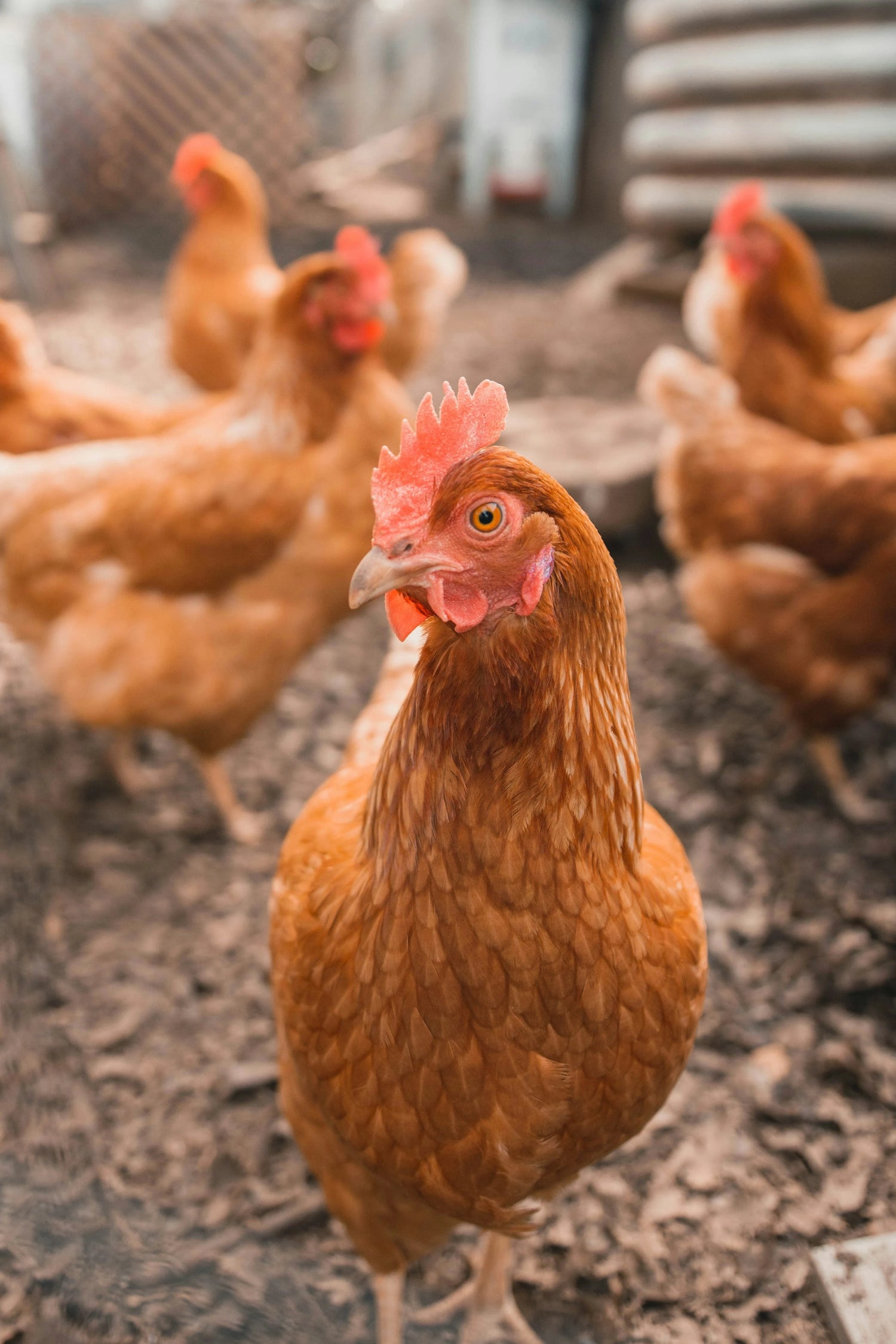 Chicken