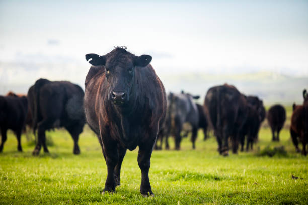 Beef