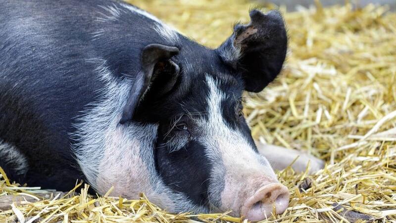 Pork